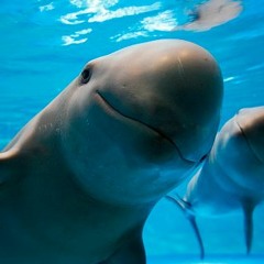 Porpoise🐬