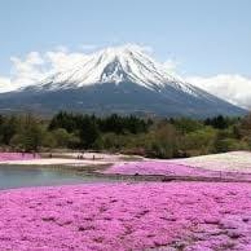 כוורת - נתתי לה חייי