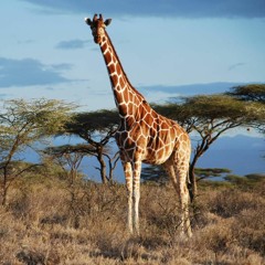 Giraffe34