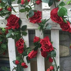 Овца Елизавета