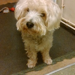 pablo the dog