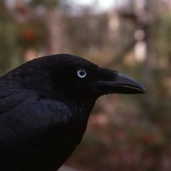 Raveno 888