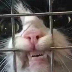 KrossBowKitty