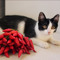 SpicyCat