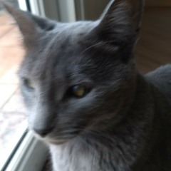this cat