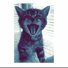محمد حلمي
