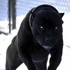 blacksauce