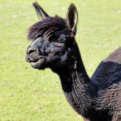 AlpackA