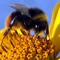 BEEHURD AGENT