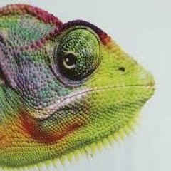 parttimereptile