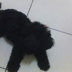 Yara Cinthia Saraiva