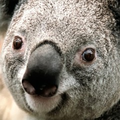 alluh “Cravery” mangina