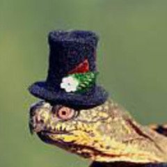 Turtle with a hat
