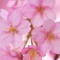 Cherry-Blossom-Jay