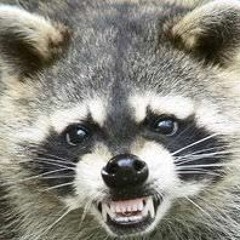 The Coon