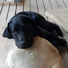 Burt and Ernie The AJ