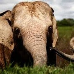 Irrelephant Elephant One