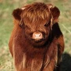 THE COW ARMY