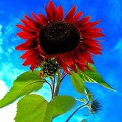 Nguyễn Phương Thùy