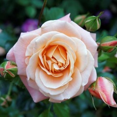 Cherie-Claire van Vaart