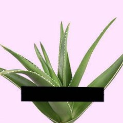 Aloe King