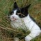 kittenmittens88