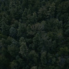 dense woods
