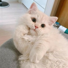 Catun