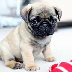 pug boy