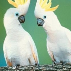 앵무왕PARROTKING