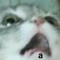 Moki >:)