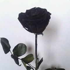 Hữu Thắng Trần