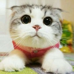 ArtisticCat24