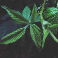 BOUNDARIES COLLECTIVE