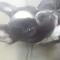 puppylove 08HD