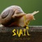 Snail Gang