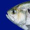 Fishy Fish Fish