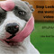 Doggy Biscuits82