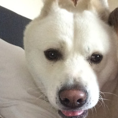 The Dogs Nob