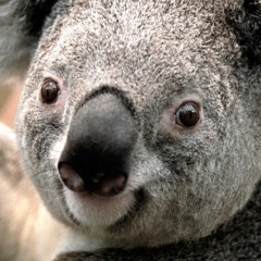 Yo Momma's Ass - Cookie Monsta