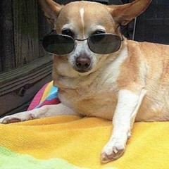 Hipster Chihuahua