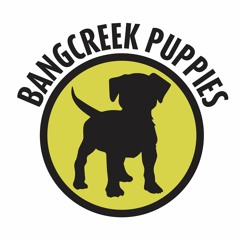 Bangcreek Puppies