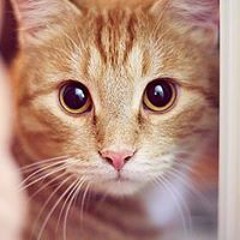 Юлия Аниканова