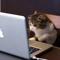 Kucing Gaming