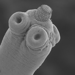 lil Tapeworm