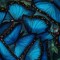 Butterfly_Effect
