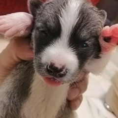 Sam