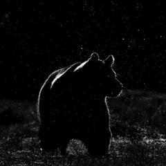 Ursa