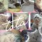 Moha Cat