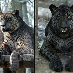 VoodootheFurry
